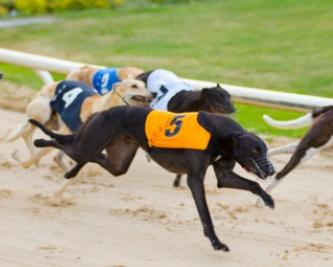 Greyhound race in progress