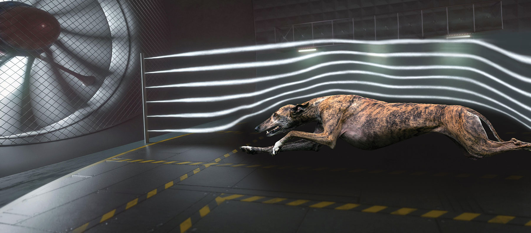 Greyhound Racing Ireland stadium during a race meeting